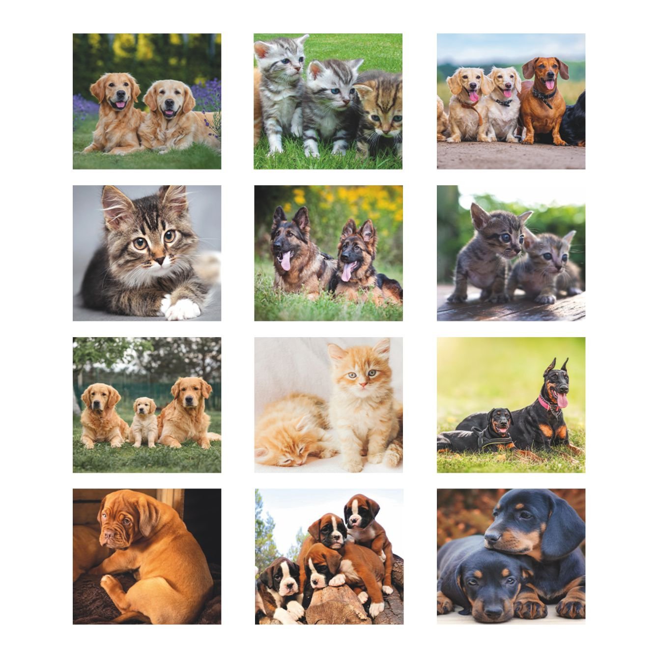 5_b071-calendario-cani-e-gatti.jpg