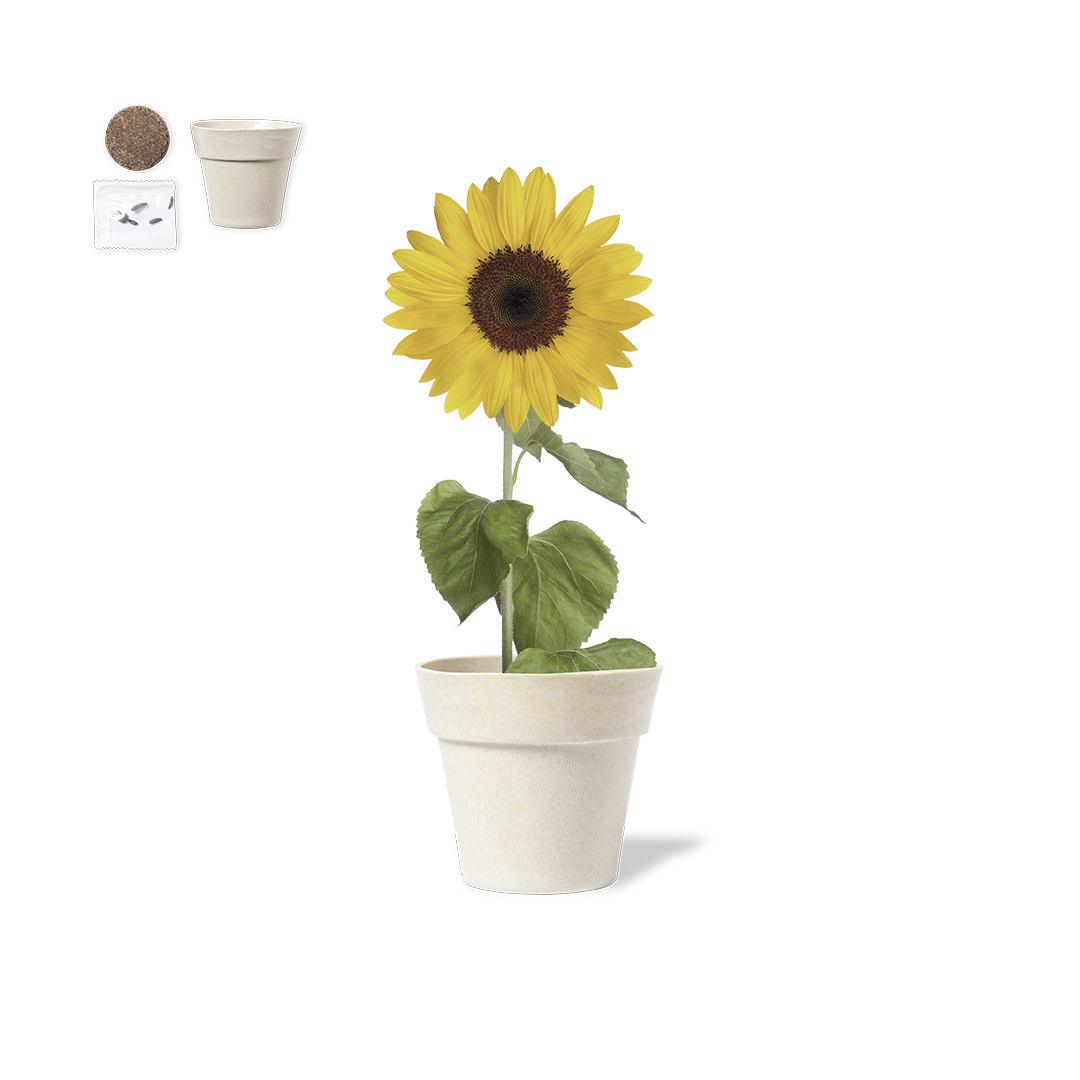 vaso-tumil-8.jpg