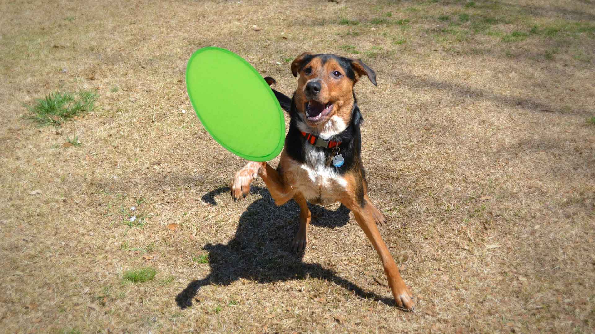 frisbee-watson-6.jpg