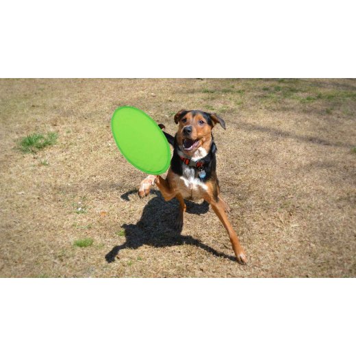 frisbee-watson-6.jpg